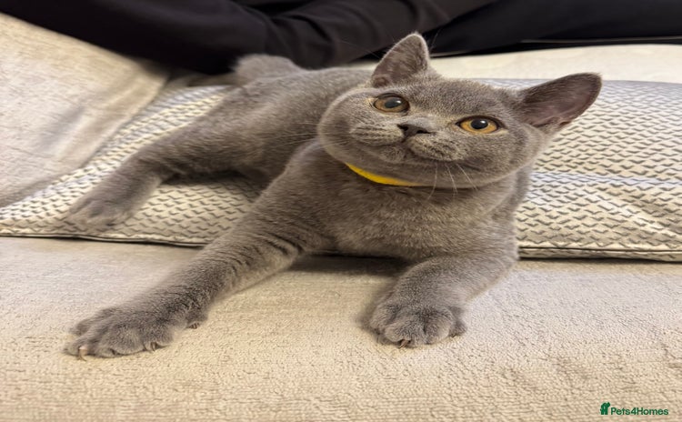 British Shorthair cats Beautiful British short hair kitten available  - Advert 9