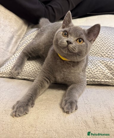 British Shorthair cats Beautiful British short hair kitten available - Advert 9