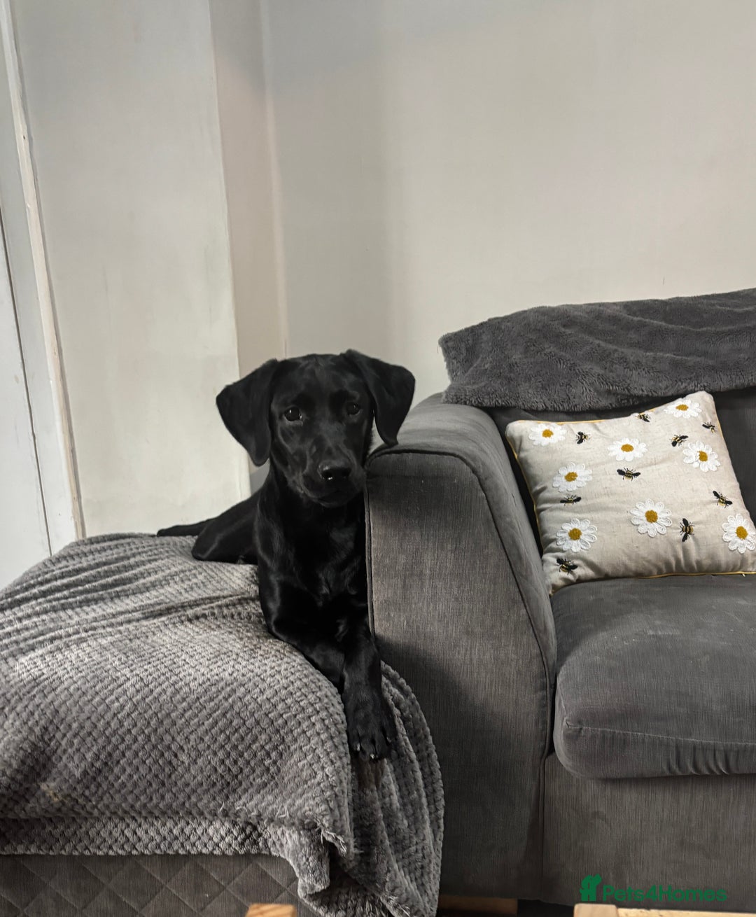 Labrador Retriever dogs for sale: 9 month old female Labrador  - Advert 3