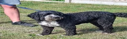 Cockapoo dogs for adoption: Buddy - Fakenham Norfolk  in Fakenham - Advert 2