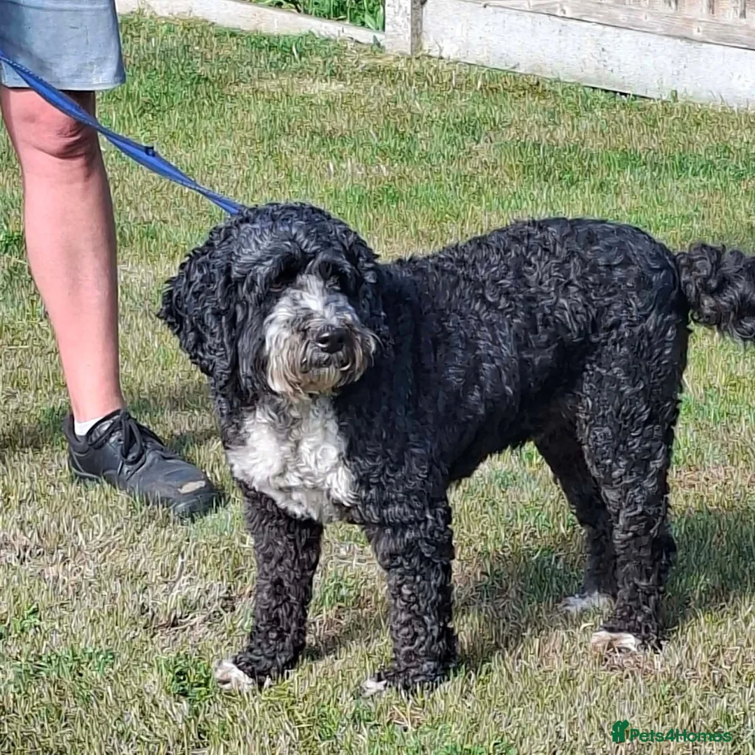 Cockapoo dogs for adoption: Buddy - Fakenham Norfolk  in Fakenham - Advert 2