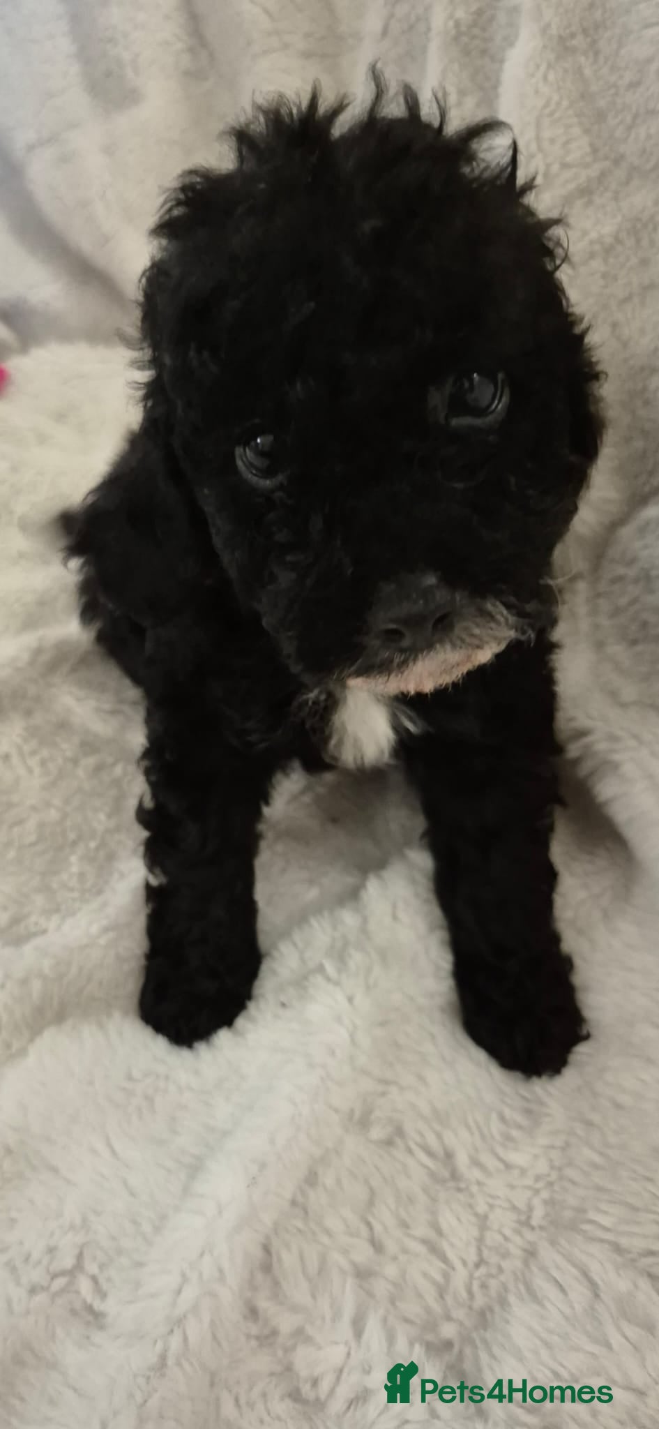 Cockapoo dogs Stunning F1B cockapoo puppys  - Advert 14