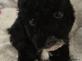 Cockapoo dogs Stunning F1B cockapoo puppys - Advert 7