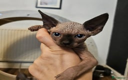 Sphynx cats for sale: Sphynx kittens  - Image 1