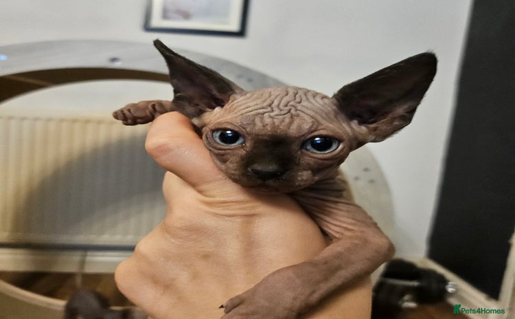Sphynx cats - Advert 5