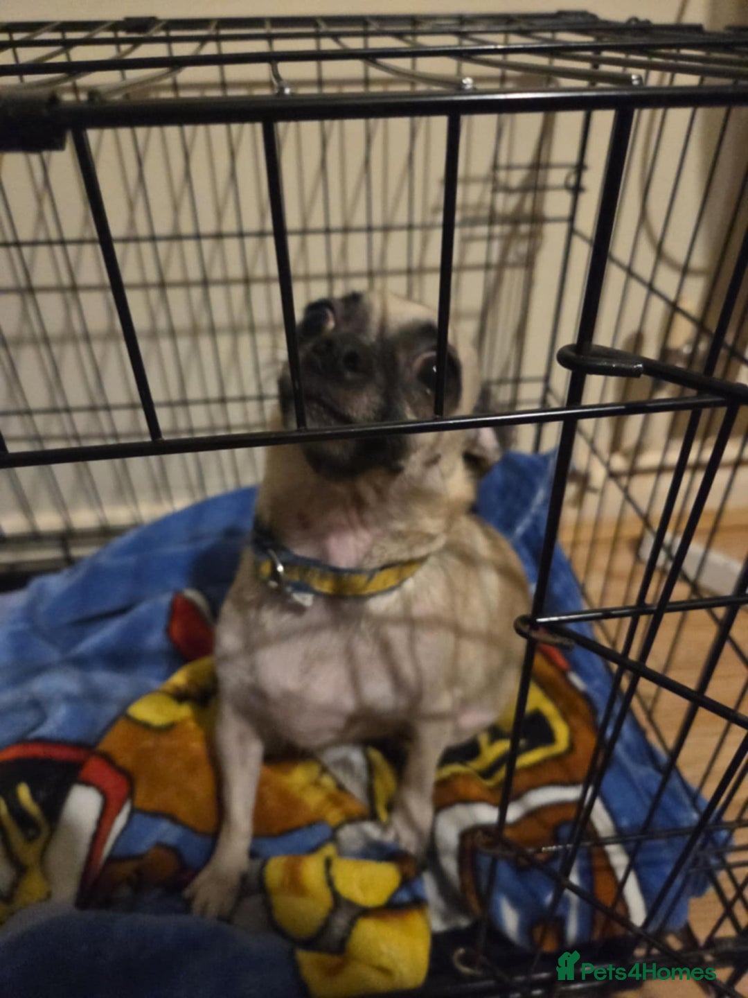 Mixed Breed dogs for sale: Chihuahua x Pug puppies  - Image 7