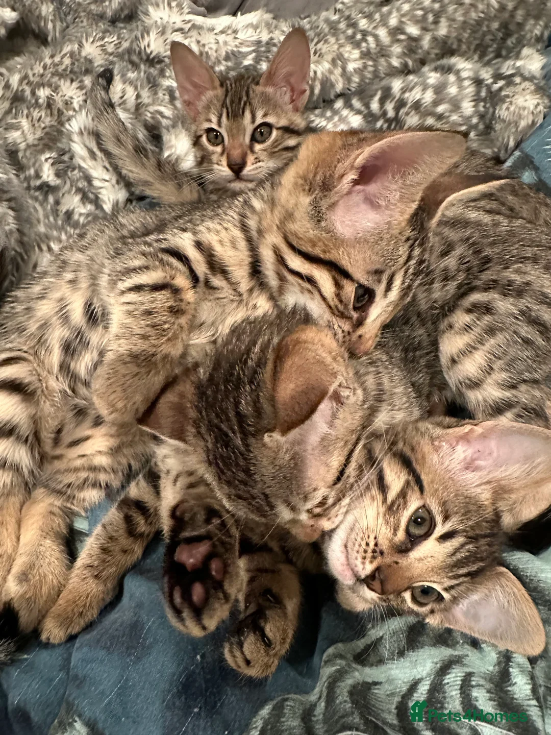 Bengal cats for sale: Sepia Bengal X Savannah kittens Extremely rare  - Advert 29