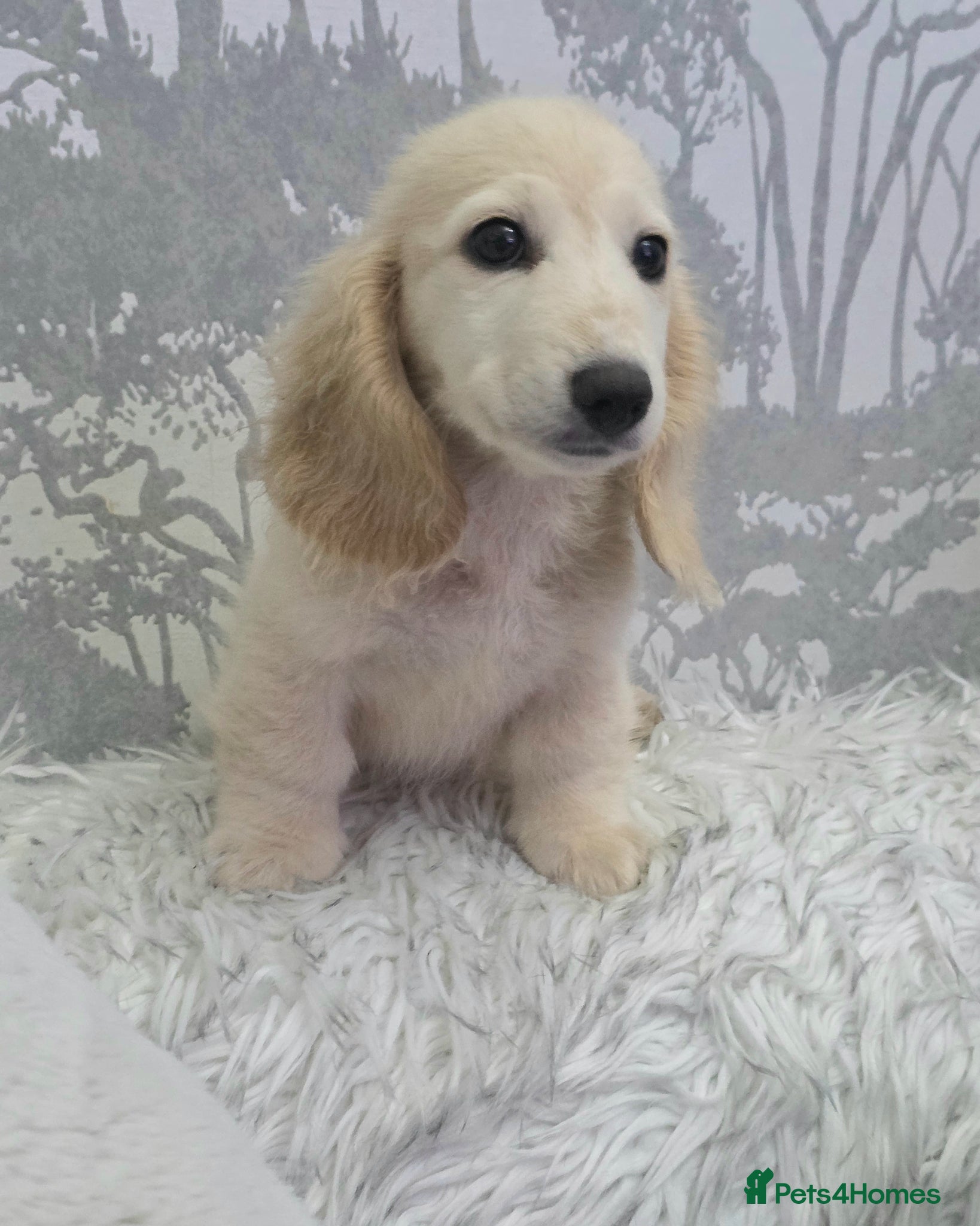 Miniature Dachshund dogs  Cream Miniature long-haired Dachshund  - Advert 18
