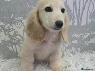 Miniature Dachshund dogs Cream Miniature long-haired Dachshund - Advert 18