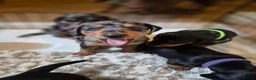 Jackshund dogs for sale: Dapple and black and tan Jackshund puppies - Advert 2