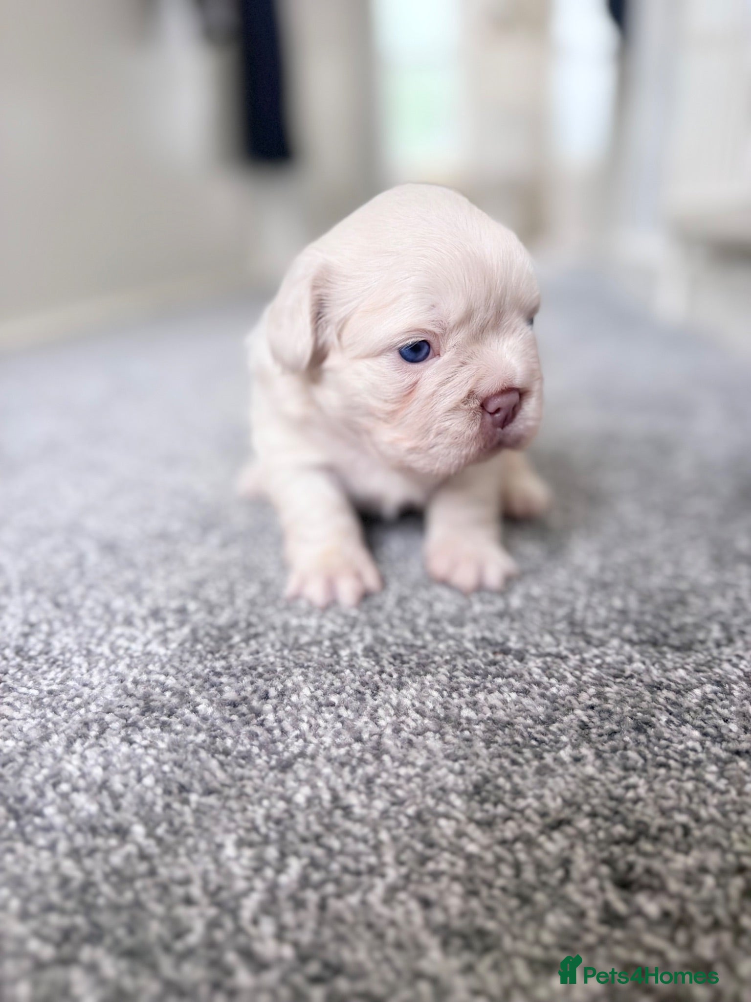 French Bulldog dogs RARE FLUFFY FRENCHIE PUPPIES!! - Advert 9