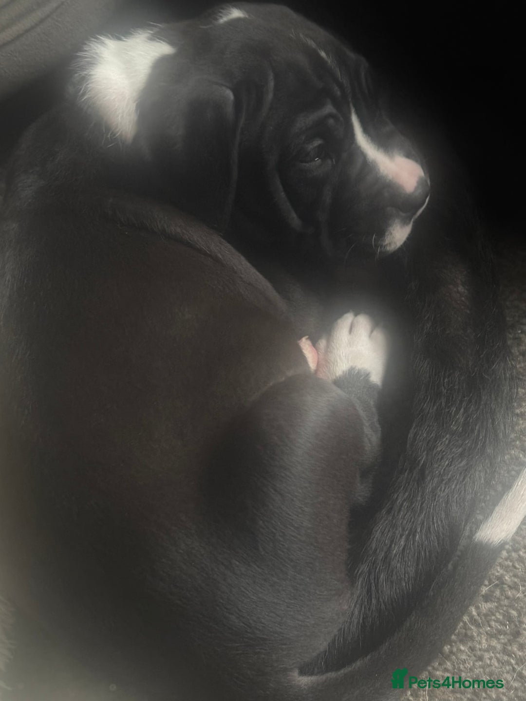 Mixed Breed dogs for sale: Cane corso puppys - Advert 40