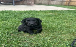 Cocker Spaniel dogs for sale: KC Registered Working Cocker Spaniel Puppies  in Shepton Mallet - Image 1