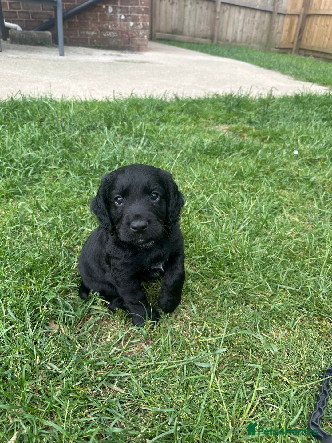 Cocker Spaniel dogs for sale: KC Registered Working Cocker Spaniel Puppies  in Shepton Mallet - Image 1