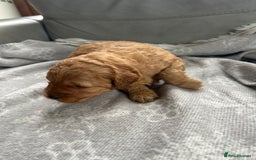 Cockapoo dogs for sale: F2B Cockapoo pups  - Advert 9