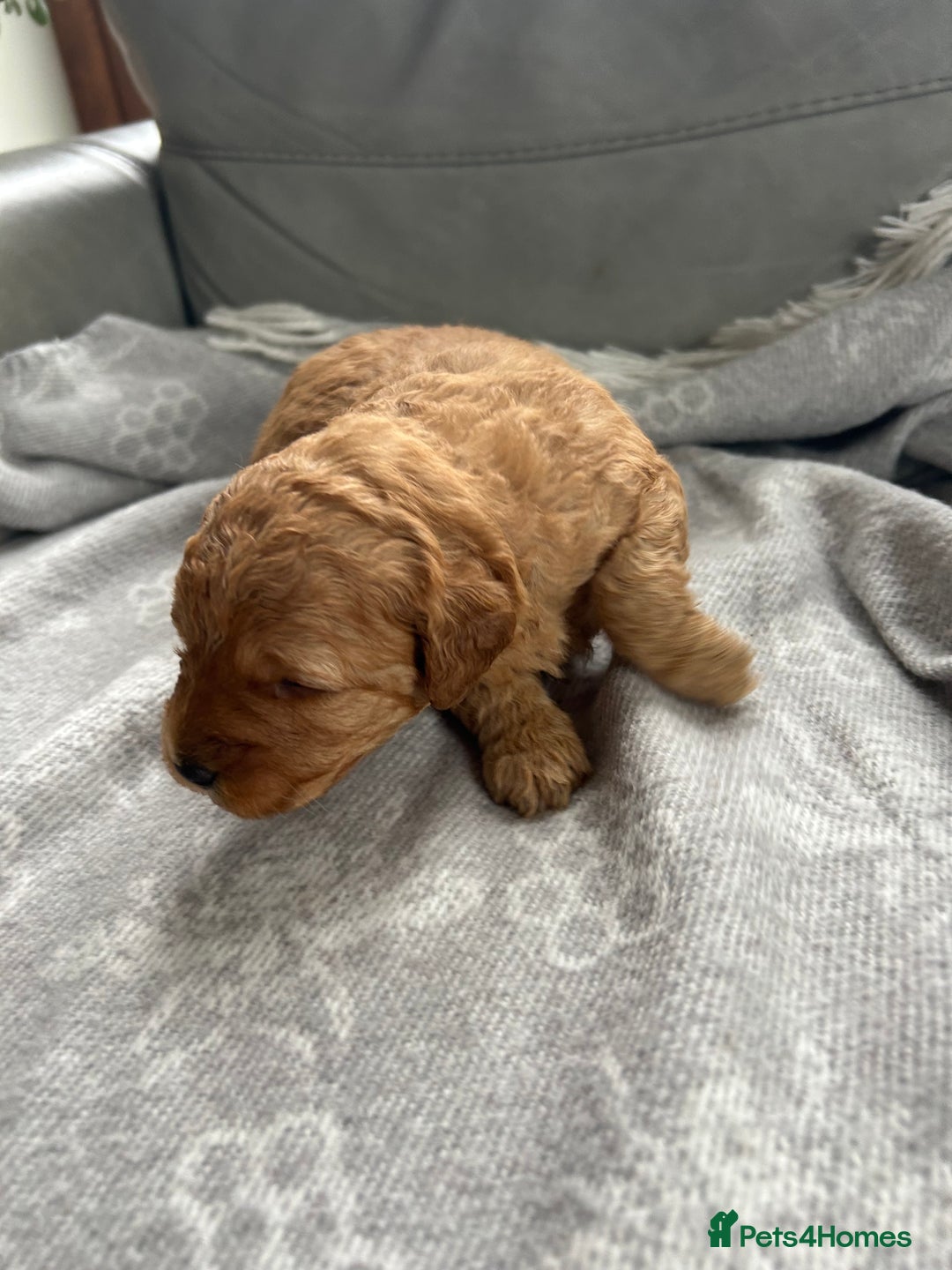 Cockapoo dogs for sale: F2B Cockapoo pups  - Advert 9