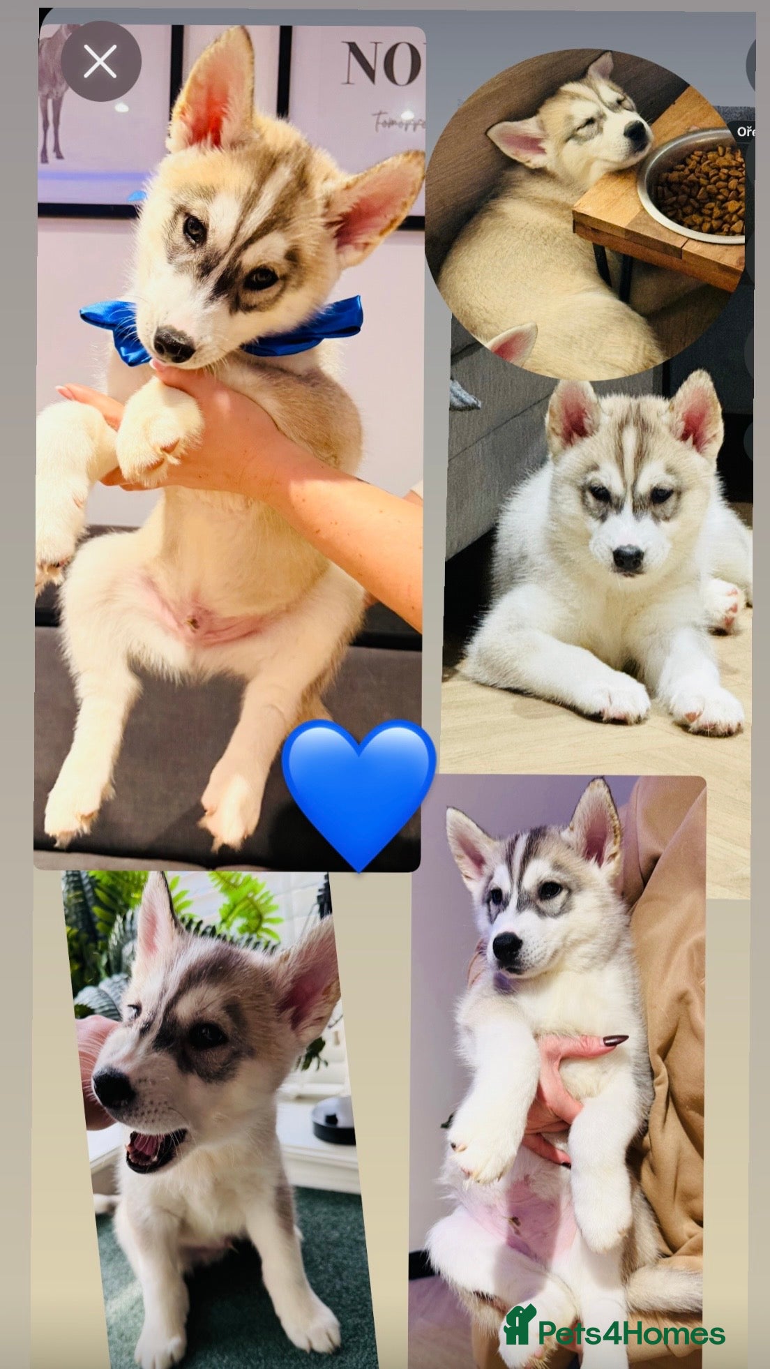 Siberian Husky dogs 💙 One left Beautiful Siberian Husky puppy-male❗️ - Advert 6