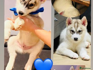 Siberian Husky dogs 💙 One left Beautiful Siberian Husky puppy-male❗️ - Advert 6