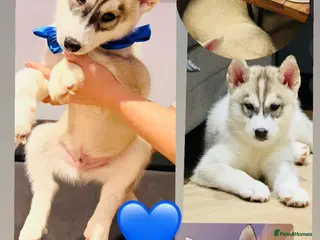Siberian Husky dogs 💙 One left Beautiful Siberian Husky puppy-male❗️ - Advert 13