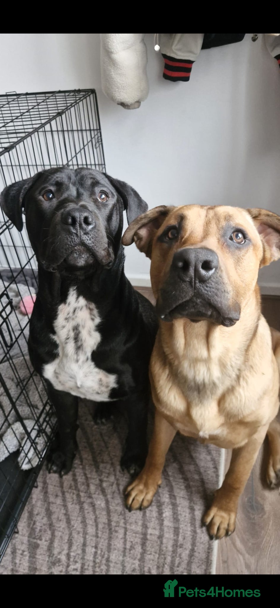 Mixed Breed dogs Cane corso x bully - Advert 1