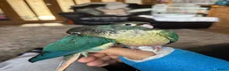Conures birds for sale: Conure Babies (4 Available 1 Sold) in Greenford - Advert 4