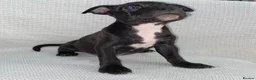 Staffordshire Bull Terrier dogs for sale: King Fury Puppies  in Liverpool - Advert 28