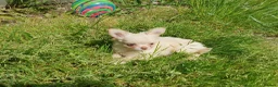 Chihuahua dogs for sale: Tiny tiny chihuahua girls  for sale  - Advert 13