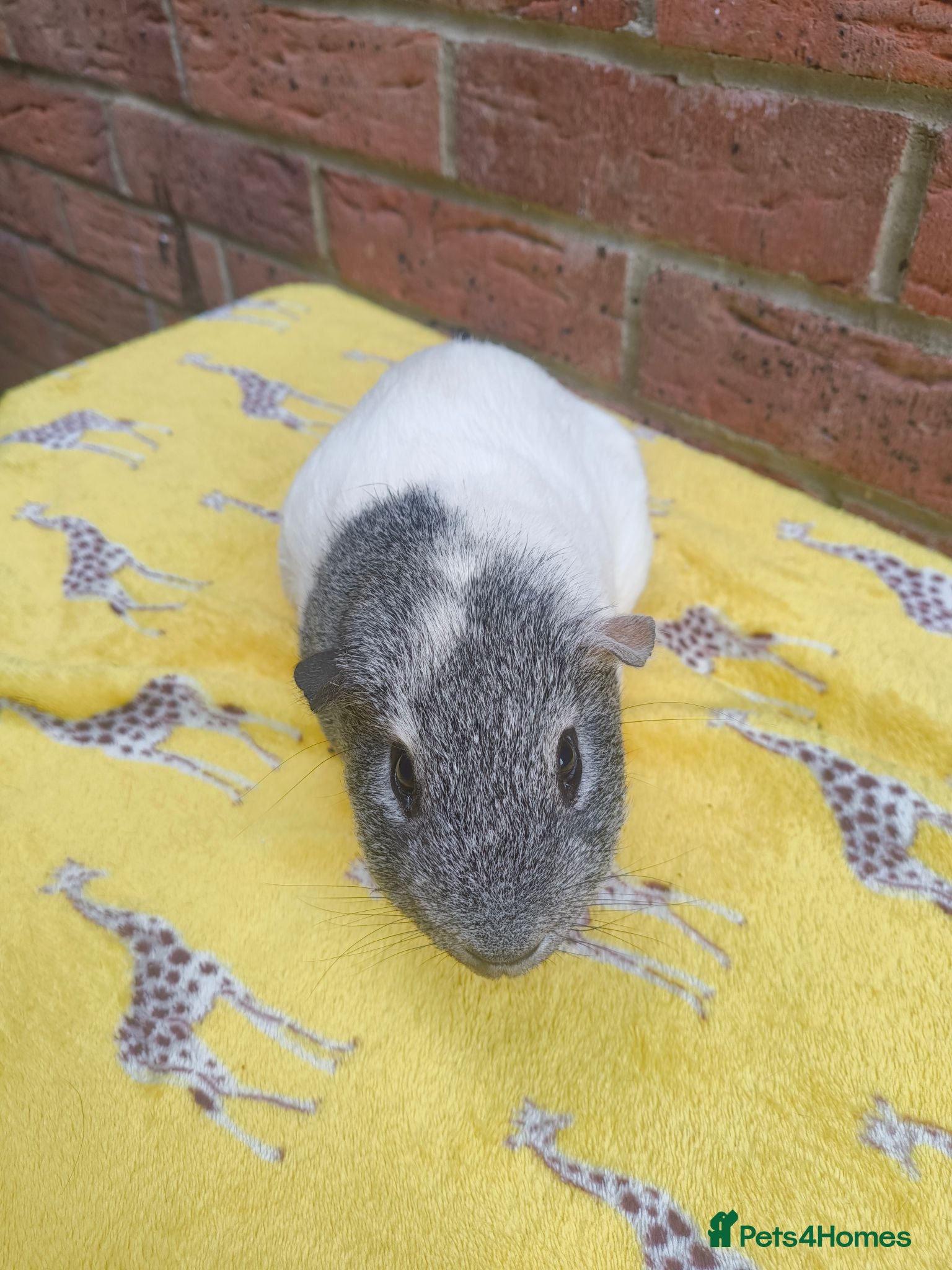 Guinea Pig rodents Guinea pigs for rehoming  - Advert 1