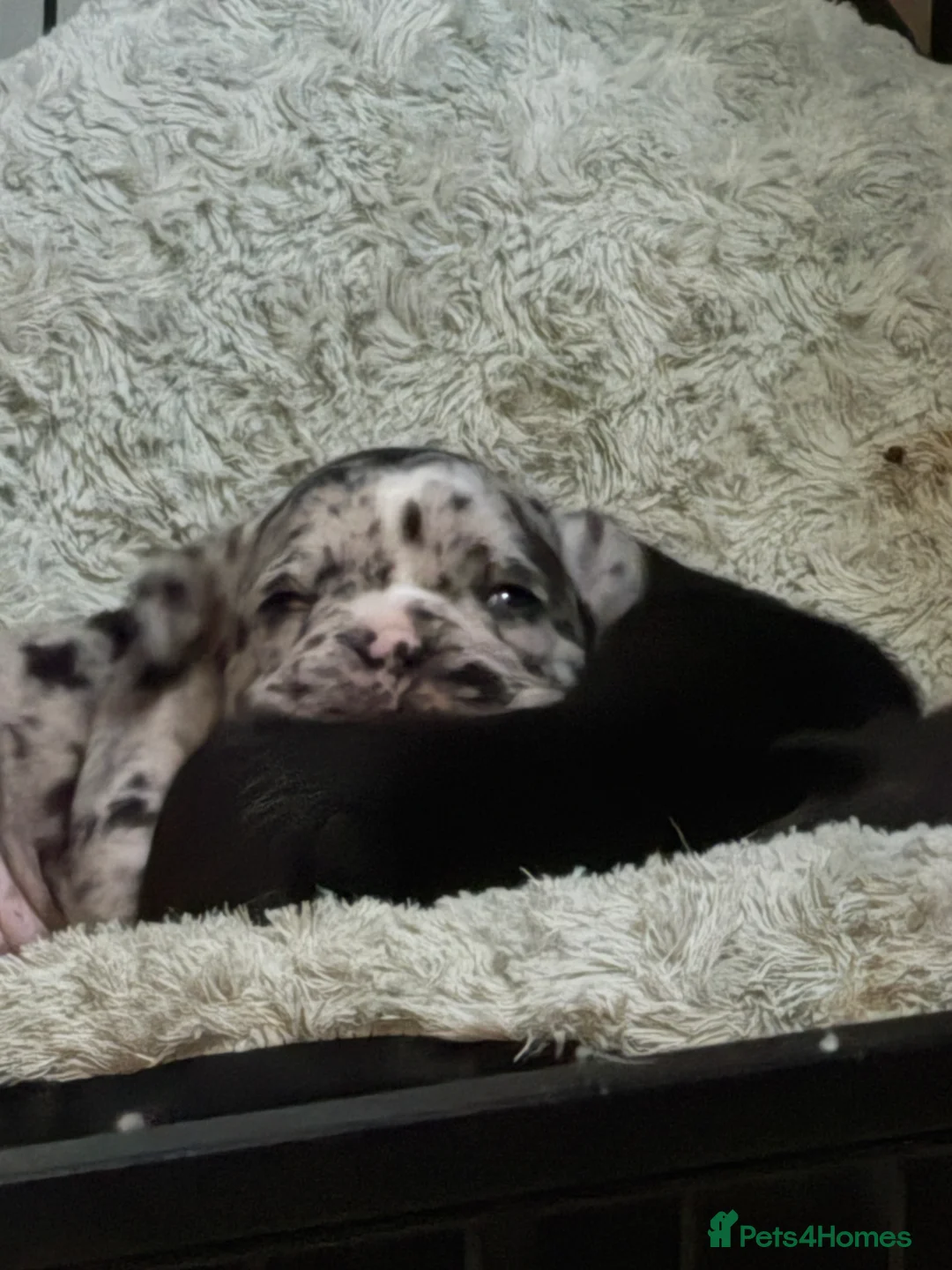 French Bulldog dogs for sale: 1 male 3 female litter  - Advert 2