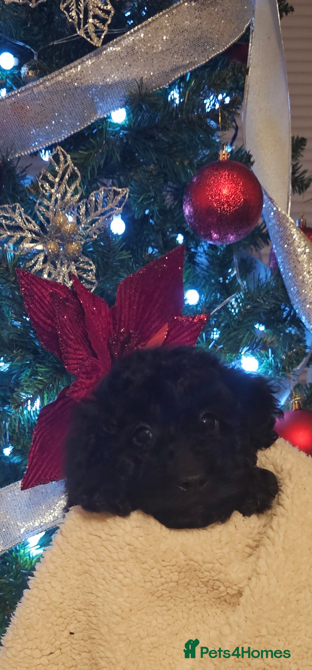 Cockapoo dogs for sale: Cockerpoo puppies - Advert 4