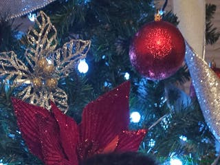 Cockapoo dogs Stunning F1b Cockerpoo pup's - Advert 18