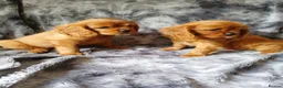 Cavalier King Charles Spaniel dogs for sale: 🐾Gorgeous Cavalier Puppies for sale ready now 🐾 - Advert 8