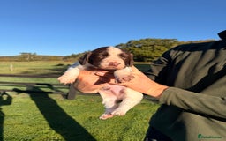 English Springer Spaniel dogs for sale: Springer Spaniel Puppies - 3 Males  - Image 4