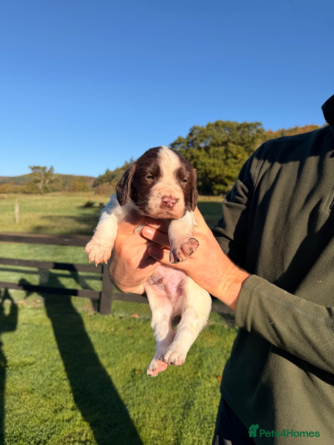 English Springer Spaniel dogs for sale: Springer Spaniel Puppies - 3 Males  - Image 4