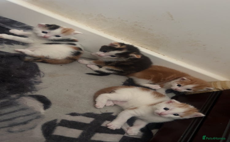 Mixed Breed cats - Advert 12
