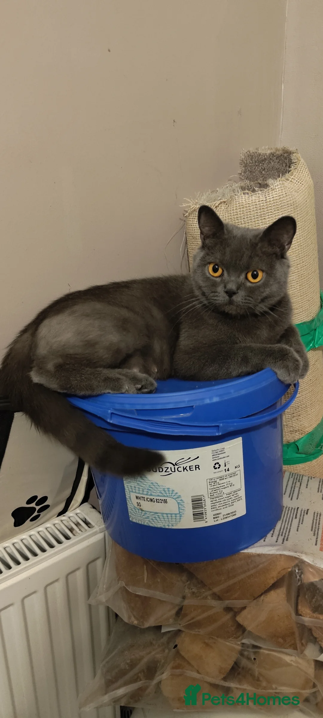 British Shorthair cats for sale: British Shorthair  - Advert 3