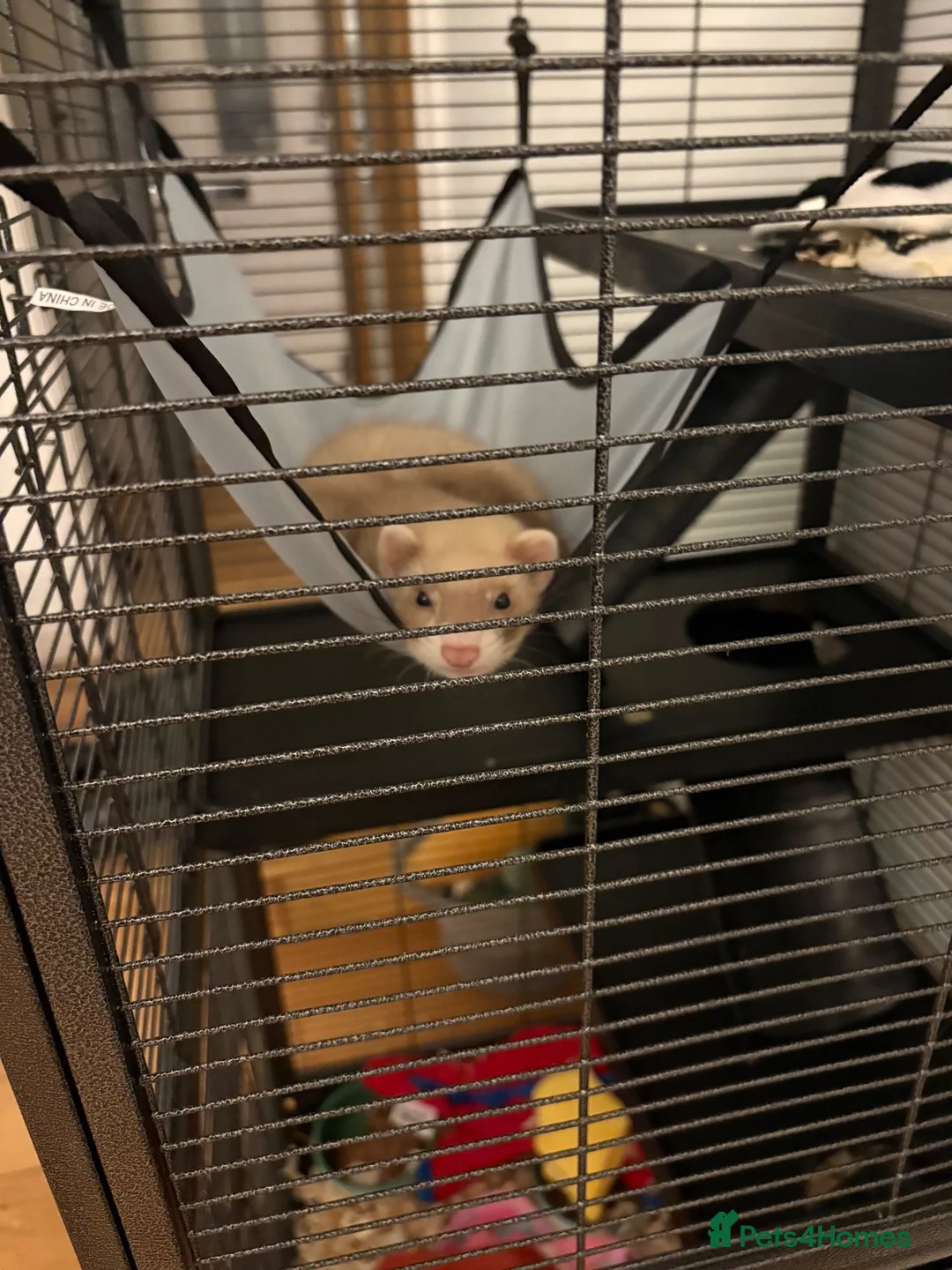 Ferret rodents for sale: Ferret  - Advert 1