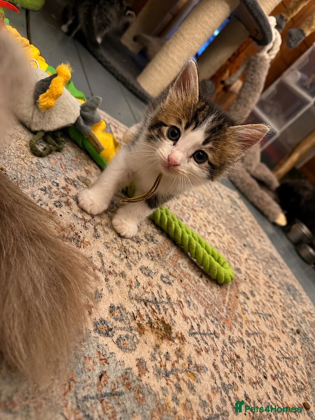 Ragcoon cats for sale: Ragcoon kittens 🐾  - Advert 20