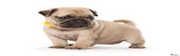 Pug dogs for stud: Fawn Pug, Stud Service Only. KC Reg, Health Tested in Doncaster - Advert 3