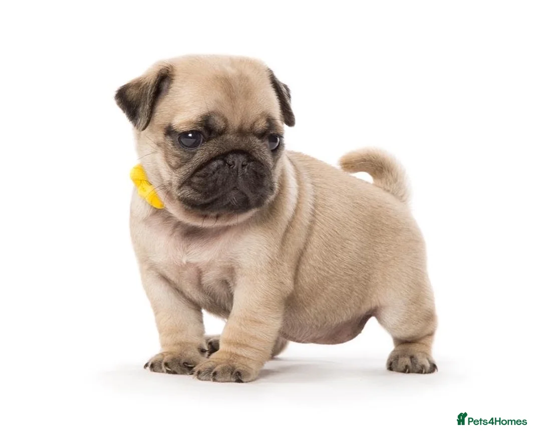 Pug dogs for stud: Fawn Pug, Stud Service Only. KC Reg, Health Tested in Doncaster - Advert 3