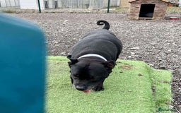 Staffordshire Bull Terrier dogs for adoption: PUDGY – Can’t wait to meet her people!! - Image 4