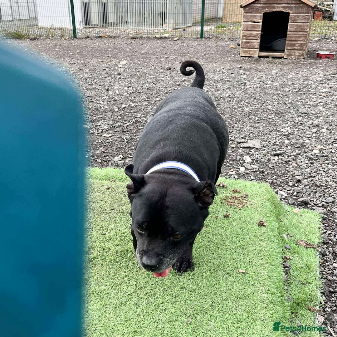 Staffordshire Bull Terrier dogs for adoption: PUDGY – Can’t wait to meet her people!! - Image 4