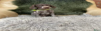 German Shorthaired Pointer 4
