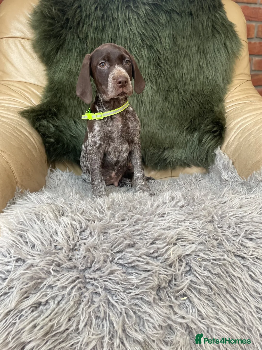 German Shorthaired Pointer dogs for sale: Kc German shorthaired pointer - Advert 13