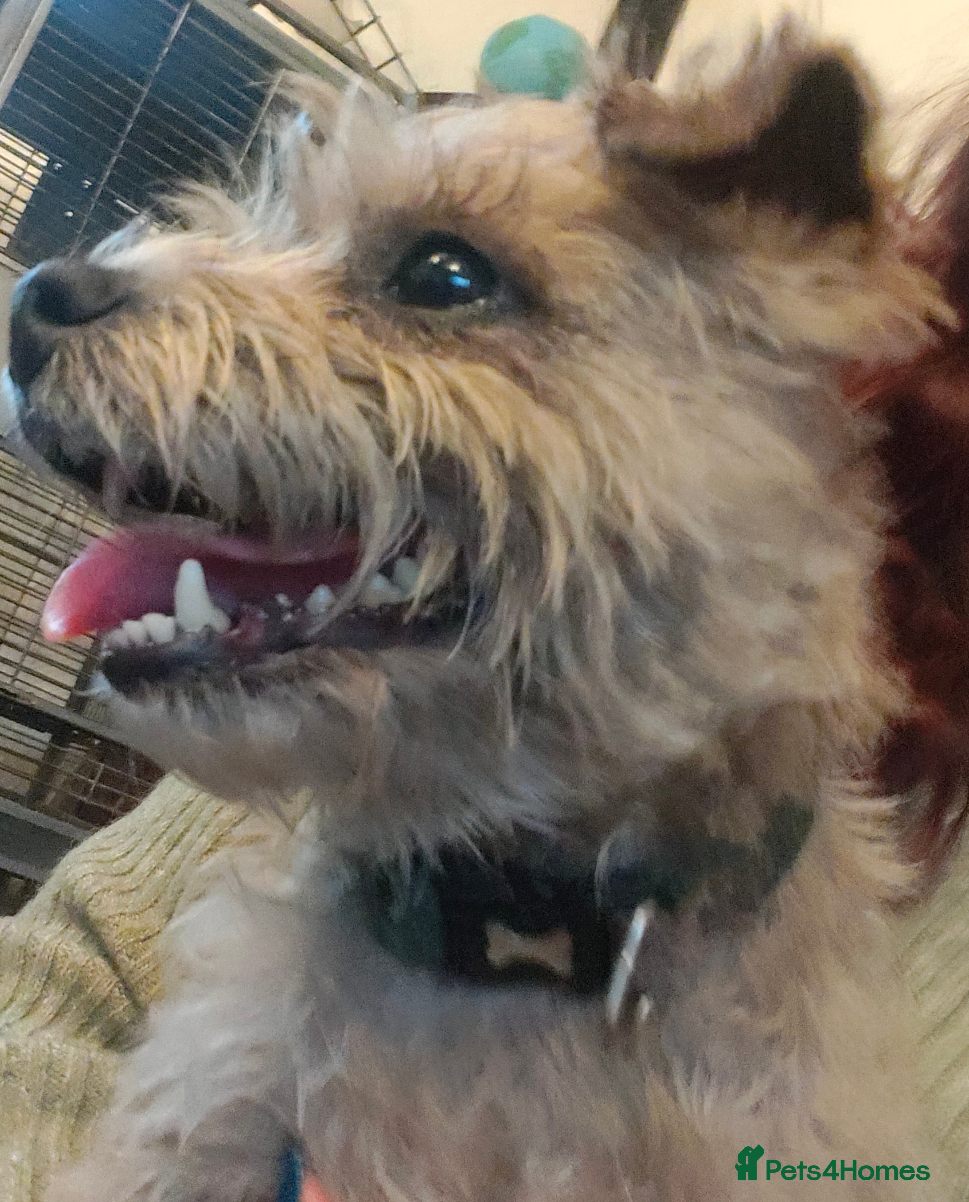 Border Terrier dogs Pedigree Blue Border Terrier  - Advert 3