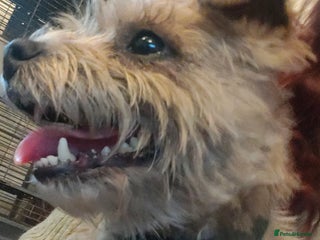 Border Terrier dogs Pedigree Blue Border Terrier - Advert 2