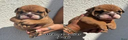 English Bulldog dogs for sale: STUNNING TRADITIONAL ENGLISH BULLDOG - Advert 3