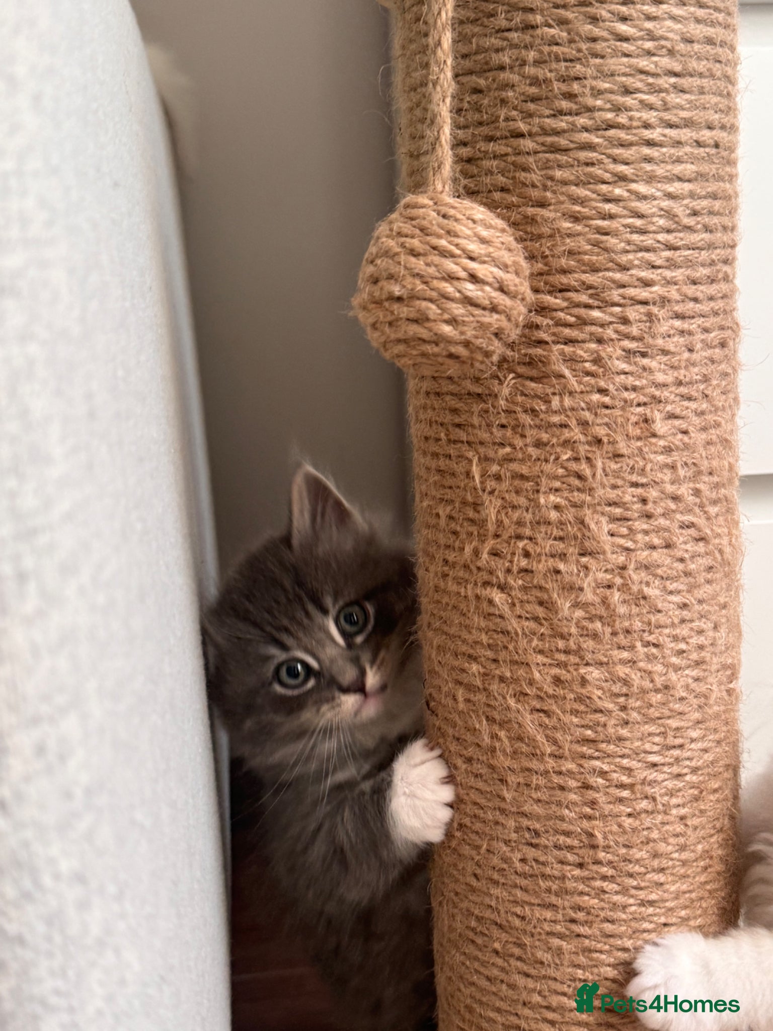 Siberian cats for sale: 🐾 Adorable Siberian Kittens  - Advert 12