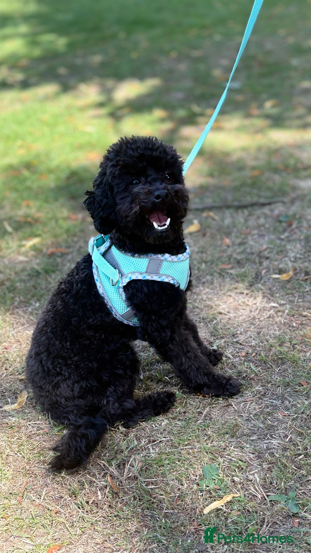Toy Poodle dogs 11 month old toy poodle - Advert 7