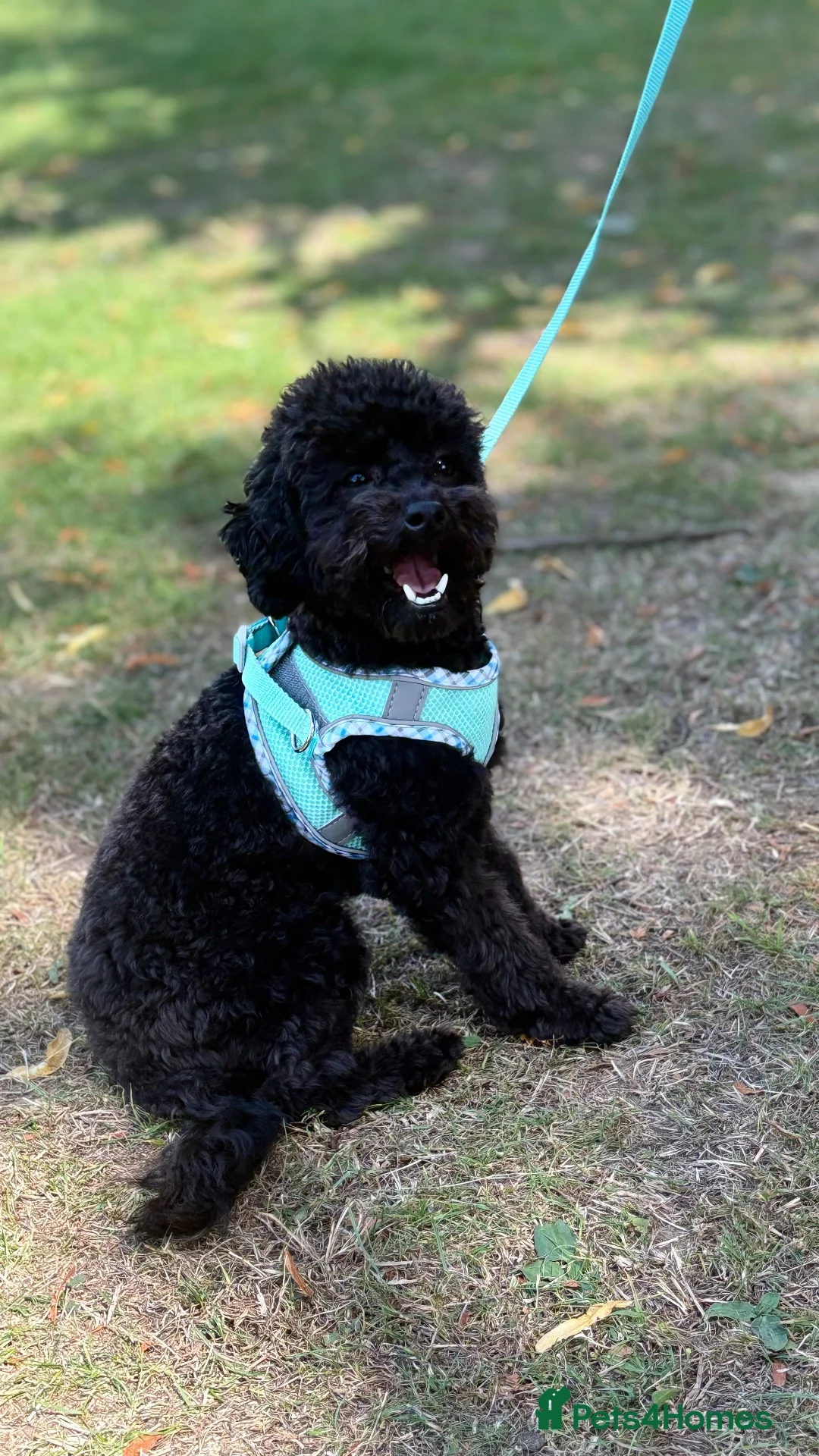Toy Poodle dogs for sale: 11 month old toy poodle in Chorley - Advert 1
